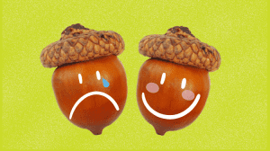 No Nut November Blog post image - A picture of two acorns - Q Care Plus